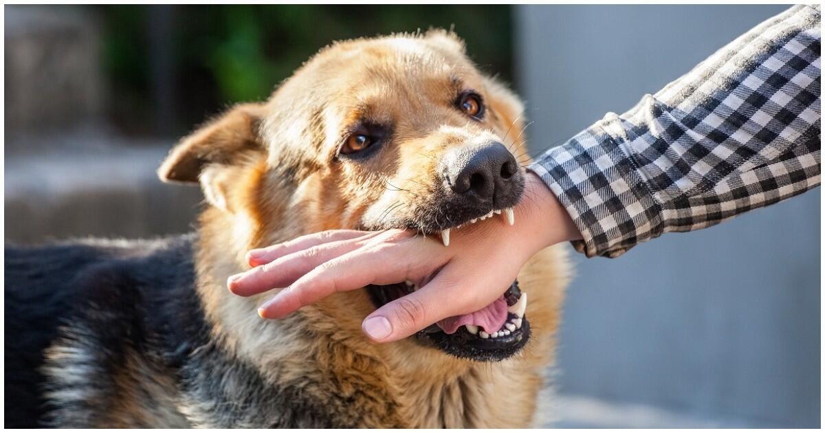 What to Do after a Dog Bite: A Guide to Dog Bite Claims in Canada